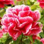 20 PCS Seeds Perennial Peony Flowers