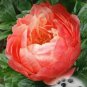 20 PCS Seeds Perennial Peony Flowers