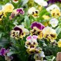 30 PCS Seeds Perennial Small Flower Pansy