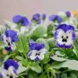 30 PCS Seeds Perennial Small Flower Pansy