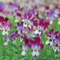 30 PCS Seeds Perennial Small Flower Pansy