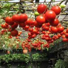 5 PCS Seeds Perennial Tomato Giant Trees Outdoor Greenhouse Available