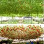 5 PCS Seeds Perennial Tomato Giant Trees Outdoor Greenhouse Available
