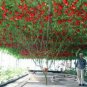 5 PCS Seeds Perennial Tomato Giant Trees Outdoor Greenhouse Available