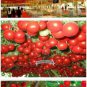 5 PCS Seeds Perennial Tomato Giant Trees Outdoor Greenhouse Available
