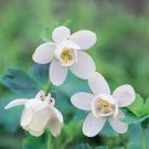 50 PCS Seeds Perennial White Columbine 50 PCS Seeds Perennial White Columbine