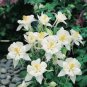 50 PCS Seeds Perennial White Columbine