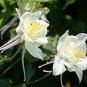 50 PCS Seeds Perennial White Columbine