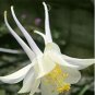 50 PCS Seeds Perennial White Columbine