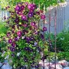 100 PCS Seeds Perfume Rainbow Climbing Plants Coulourful Rock Cress Flower