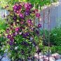 100 PCS Seeds Perfume Rainbow Climbing Plants Coulourful Rock Cress Flower