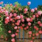 100 PCS Seeds Perfume Rainbow Climbing Plants Coulourful Rock Cress Flower