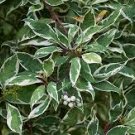 200 PCS Seeds Perennials Milky White with Green Edge Leaves 200 PCS Seeds Perennials Milky White with Green Edge Leaves