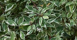 200 PCS Seeds Perennials Milky White with Green Edge Leaves