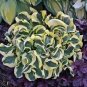 200 PCS Seeds Perennials Milky White with Green Edge Leaves