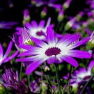 50 PCS Seeds Pericallis Hybrida Different Florists Cineraria Bonsai Hardy Flower 50 PCS Seeds Pericallis Hybrida Different Florists Cineraria Bonsai Hardy Flower
