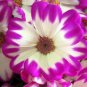50 PCS Seeds Pericallis Hybrida Different Florists Cineraria Bonsai Hardy Flower