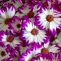 50 PCS Seeds Pericallis Hybrida Different Florists Cineraria Bonsai Hardy Flower