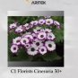 50 PCS Seeds Pericallis Hybrida Different Florists Cineraria Bonsai Hardy Flower