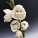 100 PCS Seeds Peristeria elata Holy Ghost Orchid Dove Orchid flor del Espiritu Santo