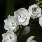 100 PCS Seeds Peristeria elata Holy Ghost Orchid Dove Orchid flor del Espiritu Santo