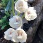 100 PCS Seeds Peristeria elata Holy Ghost Orchid Dove Orchid flor del Espiritu Santo