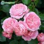 100 PCS Seeds Periwinkle