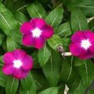 100 PCS Seeds Periwinkle Pink Flowers Single Petal