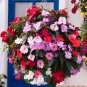 100 PCS Seeds Periwinkle Pink Flowers Single Petal