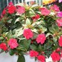 100 PCS Seeds Periwinkle Pink Flowers Single Petal