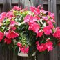 100 PCS Seeds Periwinkle Pink Flowers Single Petal