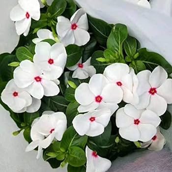 100 PCS Seeds Periwinkle White Flowers Single Petals