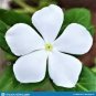 100 PCS Seeds Periwinkle White Flowers Single Petals