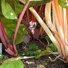 20 PCS Seeds Perpetual Spinach varieties Swiss Chard Pink Flamngo 20 PCS Seeds Perpetual Spinach varieties Swiss Chard Pink Flamngo