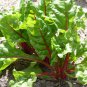 20 PCS Seeds Perpetual Spinach varieties Swiss Chard Pink Flamngo