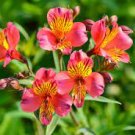100 PCS Seeds Peruvian Lily Alstroemeria