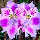 100 PCS Seeds Peruvian Lily Bonsai