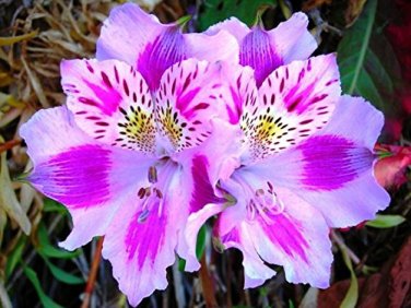 100 PCS Seeds Peruvian Lily Bonsai