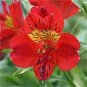 100 PCS Seeds Peruvian Lily Bonsai