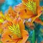 100 PCS Seeds Peruvian Lily Bonsai