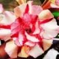 10 PCS Seeds Petals Colorful Bonsai Desert Rose