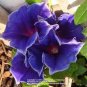 100 PCS Seeds Petenia Bonsai
