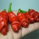 200 PCS Seeds Peter Pepper