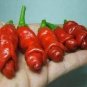 200 PCS Seeds Peter Pepper