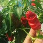 200 PCS Seeds Peter Pepper
