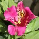 100 PCS Seeds Peruvian Lily Alstroemeria Flower