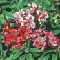 100 PCS Seeds Peruvian Lily Alstroemeria Flower