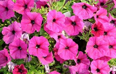 200 PCS Seeds Petunia Big Flower Seeds Pink Flowers with White Spots