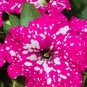 200 PCS Seeds Petunia Big Flower Seeds Pink Flowers with White Spots