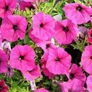 200 PCS Seeds Petunia 'Amore Queen of Hearts'